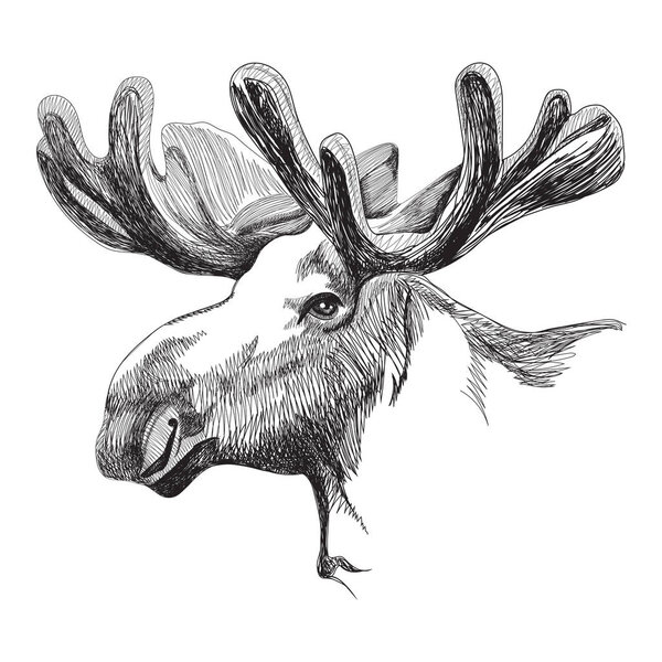 Moose head in graphic style