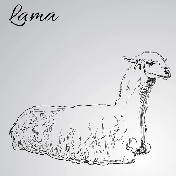 Lama im grafischen Stil — Stockvektor