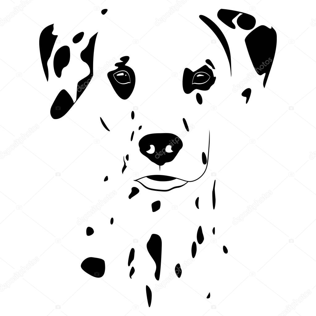 Spots Dalmatians face