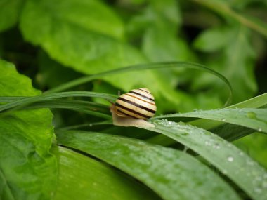 Yağmur sonra salyangoz tarar.