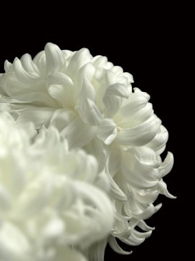 siyah arka plan üzerine izole beyaz kasımpatı çiçekleri