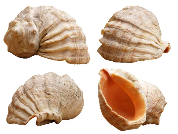 Different perspectives seashells — Stock Photo, Image