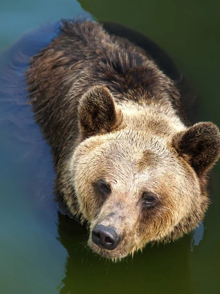 Brown bear in the water