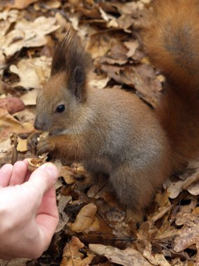 Bir somun yeme elden sincap