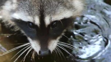 Şirin racoon pençeleri yıkama