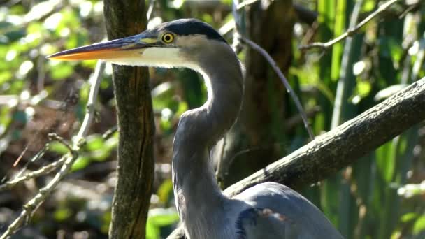 Egregetta pássaro de pé na lagoa — Vídeo de Stock
