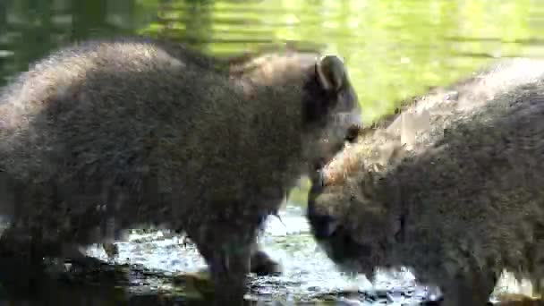 Racoons luchando contra el agua — Vídeo de stock