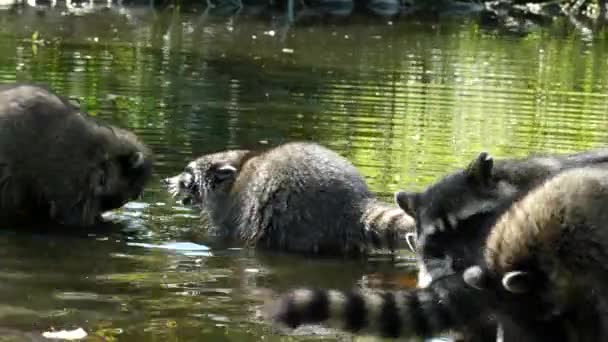 Los mapaches luchan contra el primer plano del agua — Vídeo de stock