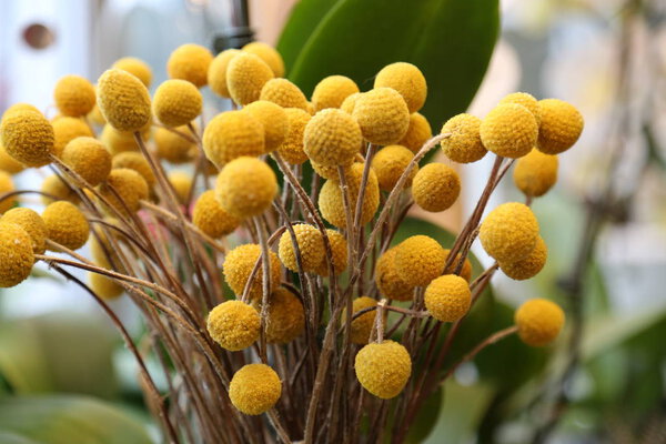 Craspedia globosa yellow flowers