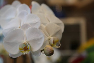 Beyaz orkide sığ alan derinliği