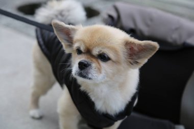 Tibetli Spaniel köpek sokak