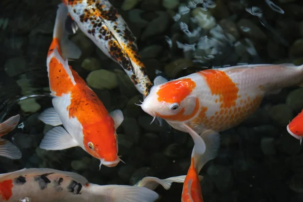 Grup portakal balığı koyu su