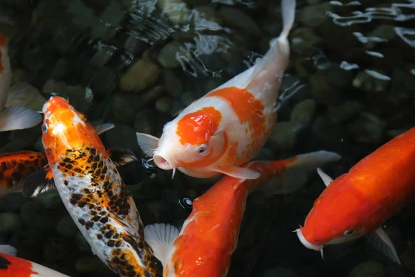 Aç koi balığı su yüzeyi