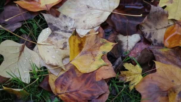 Outono folhas fundo — Vídeo de Stock