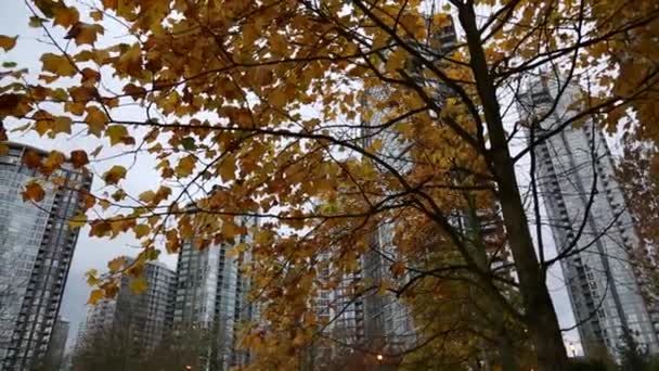 Quartier de luxe automne — Video