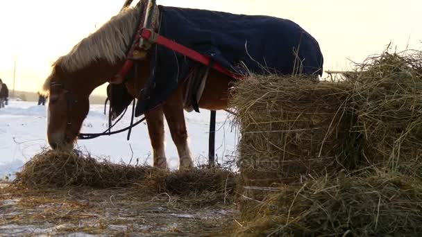 Cavalo castanho comendo feno — Vídeo de Stock