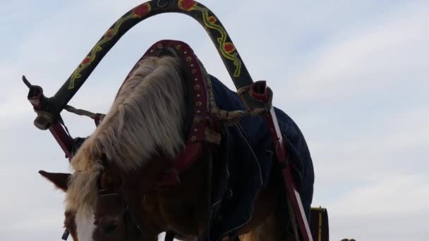 Cavalo com equipamento comendo feno dia de inverno — Vídeo de Stock