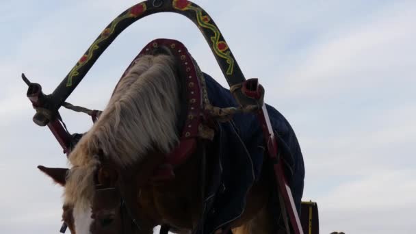 Horse with rig eating hay winter day — Stock Video