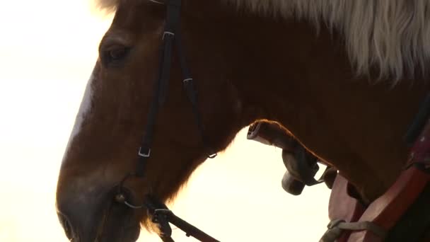 Pferdekopf aus nächster Nähe kauen — Stockvideo