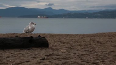 Aziz demetrius Katedrali