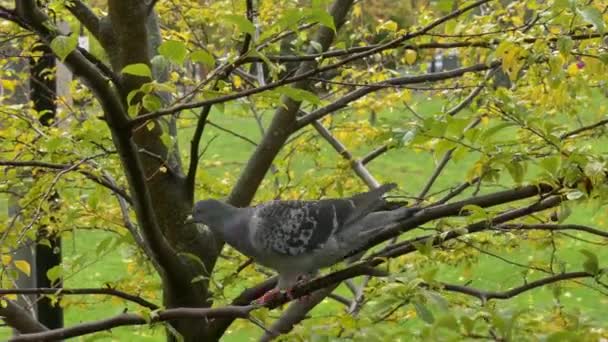 Grey pigeon jumping tree — Stock Video
