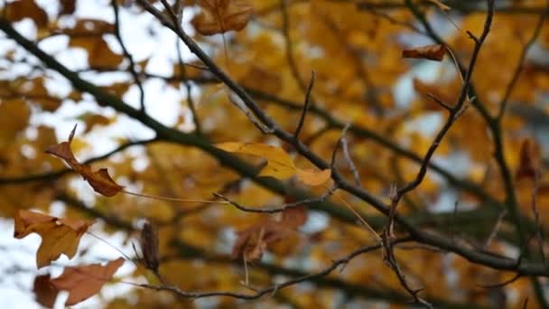 Фоновая осень кленового дерева — стоковое видео