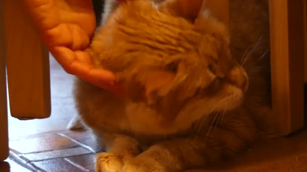 Prachtige oranje kat hand strelen — Stockvideo