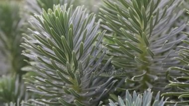 Atatürk characias bitki