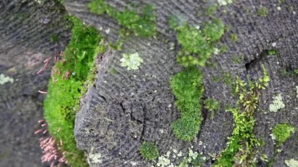 Background moss tree log — Stock Video