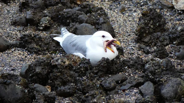Sea gull pták sedí se modlit beach — Stock fotografie