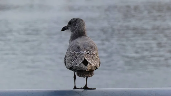 Šedá sea gull vodní pozadí — Stock fotografie