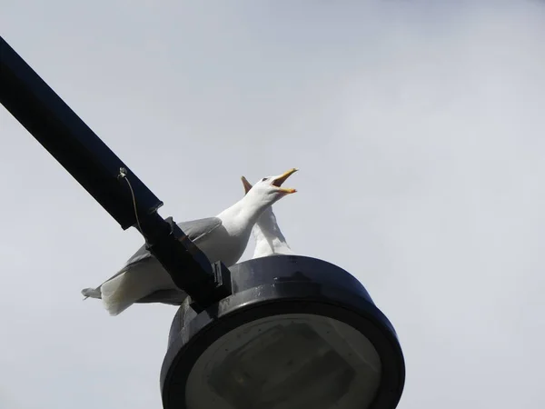 Seagulls shouting seating lantern — Stock Photo, Image