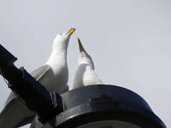 Seagulls våren ser himlen — Stockfoto