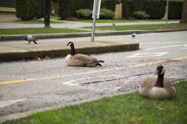 Bisiklet şeritli dinlenme gri Kanada kazlar
