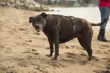 Eski pitbull köpek kumlu plaj