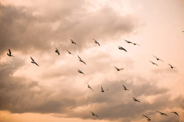 Günbatımı gökyüzü bulutlar arka plan kuşlar akın