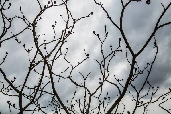 Nackte Äste Baum bewölkten Himmel — Stockfoto