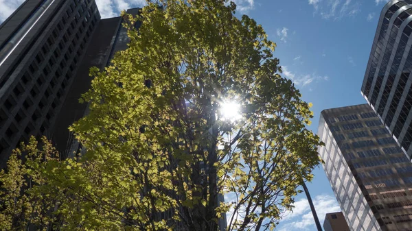 Luz do sol através de árvore verde coroa altos edifícios modernos — Fotografia de Stock