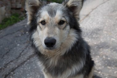 Portre güzel köpek kamera bakıyor