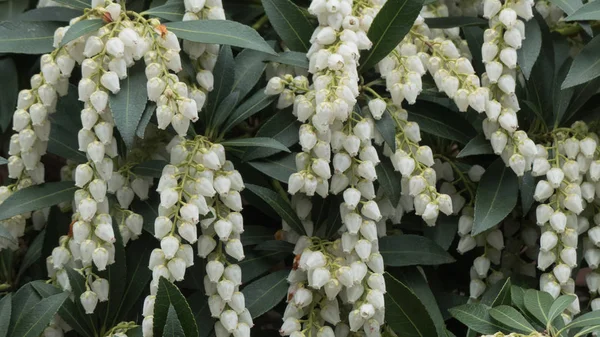 Sfondo giglio bianco della valle — Foto Stock