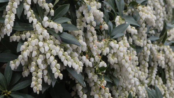 Concept witte Lentebloemen — Stockfoto