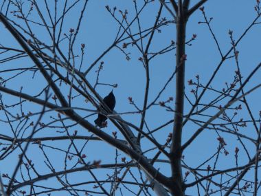 Ağaç dalı arka plan oturan siluet kuş