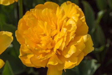 Sarı şakayık closeup arka plan açık