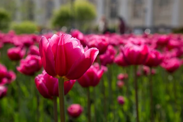 Rosa tulipa canteiro profundidade rasa de arquivado — Fotografia de Stock
