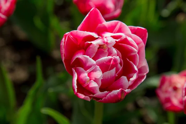 Pembe lale closeup açık yeşil arka plan