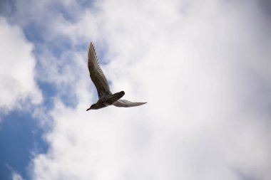 Deniz bulutlu gökyüzü uçan martı süre