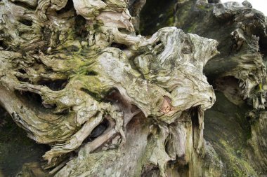 Yıpranmış Roug ahşap yüzey ağaç gövdesi