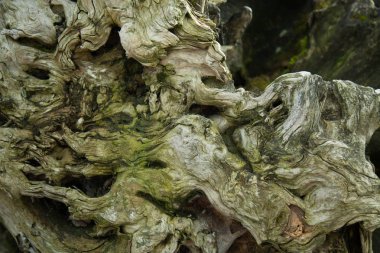 Ağaç günlük yosunlu eski doğal yeşil arka plan