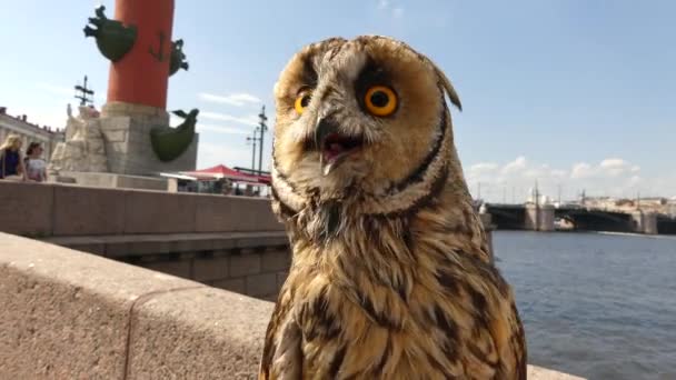 Baby owl looking around day city — Stock Video