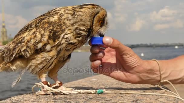 Owl drinking plastic bottle cup — Stock Video